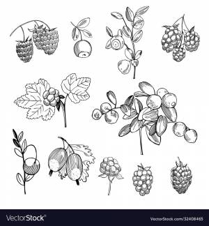 Ягоды северного леса