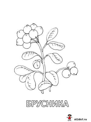 Раскраска Лесные ягоды