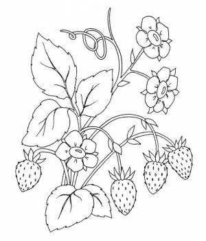 Лесные ягоды