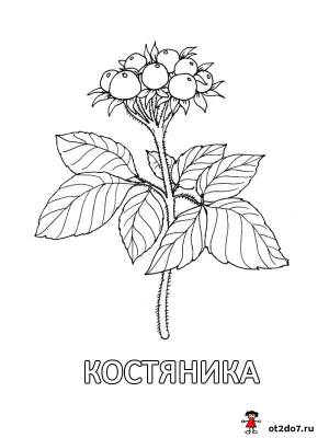 Раскраска Лесные ягоды