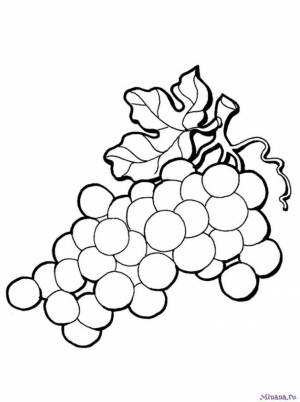 Раскраска гроздь винограда