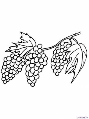 Раскраска виноград 5