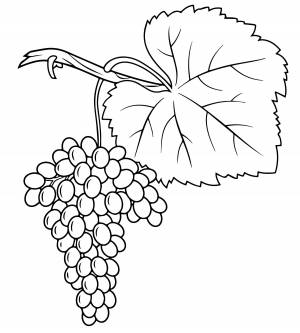 Красивый виноград