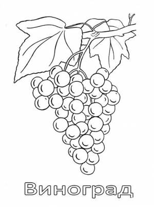 Раскраска виноград