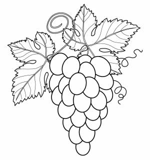 Гроздь винограда раскраска