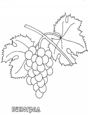 Раскраска Виноград