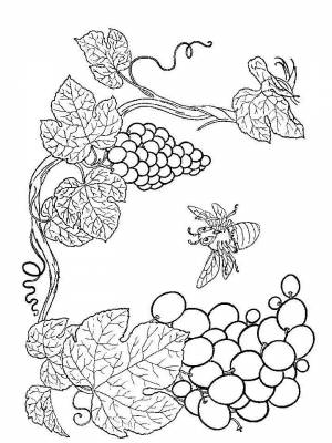 Раскраска Виноград  листе  для детей