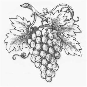 Виноград рисунок простой