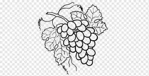 Рисунок Виноград Рацемей Живопись, виноград, ребенок, еда, лист png
