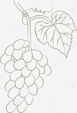 рисунок Штриховой винограда вектор PNG , рисунок винограда, штриховая графика, виноград PNG картинки и пнг рисунок для й загрузки