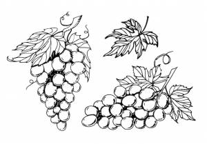 Гроздь винограда набор ручная рисованная векторная иллюстрация с виноградными гроздьями и листьями винтажный рисунок в стиле линейного искусства