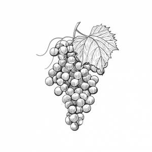 Винтажные гроздья винограда с листьями иллюстрации эскиза вина виноград ручной рисунок векторного винограда