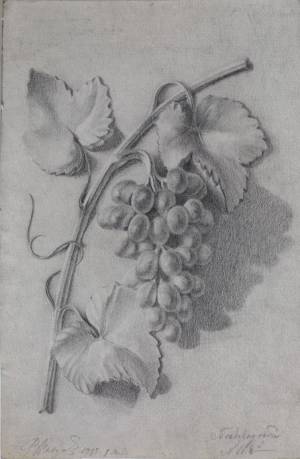 Кисть винограда