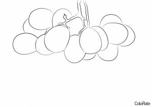 Раскраска Гроздь винограда