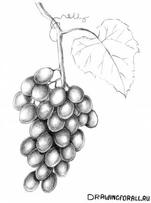 Как нарисовать виноград