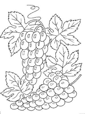 Раскраски Виноград