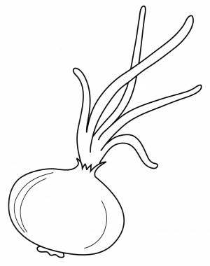 Раскраска Луковица