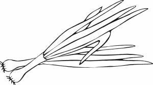 Раскраски Зеленый лук