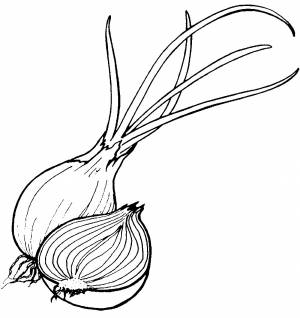 Раскраска лука