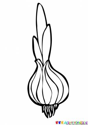 Раскраски лука репчатого для детей