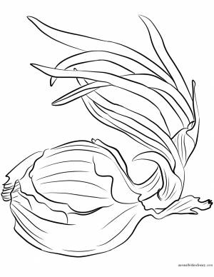 Раскраска лука