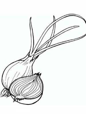 Картинка Лук раскраска на листе  онлайн