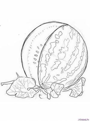Раскраска арбуз 12