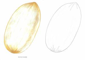 Дыня рисунок карандашом