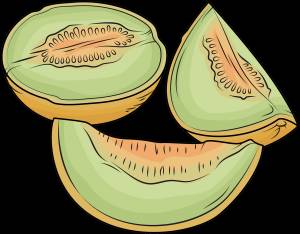 Дыня рисунок карандашом