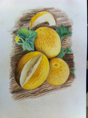 Дыня рисунок карандашом