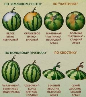 Как выбрать арбуз