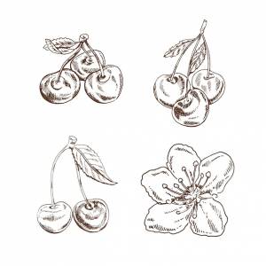 Вишневый винтажный набор ручной работы, вишня и цветок на белом фоне