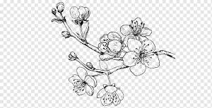 Бумага Черри Блоссом Рисунок Книжка-раскраска Сладкая вишня, вишня цветущая, Акварельная живопись, ветка дерева, ветка png