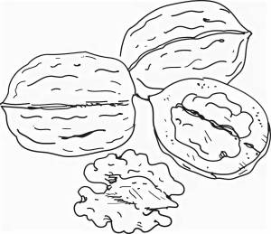 Раскраски Для детей грецкий орех