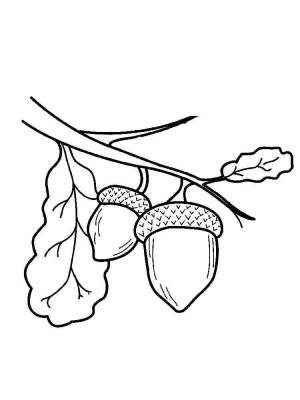 Раскраски Орех