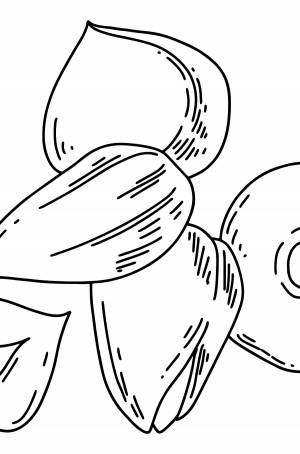 Раскраска орехи для малышей ♥ Онлайн и !