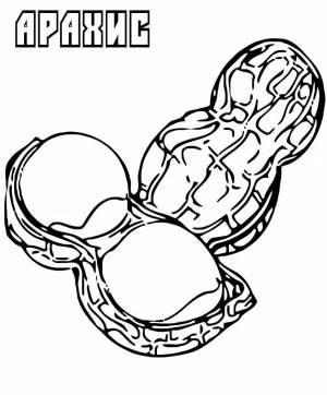 Раскраски Орехи