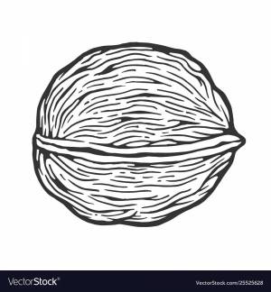 Раскраски Грецкий орех