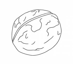 Грецкий орех еда природа урожай каракули линейная мультяшная раскраска