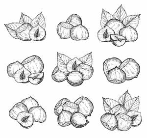 Орех рисунок