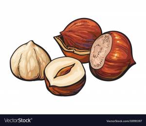 Орех рисунок