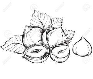 Лесной орех раскраска для детей