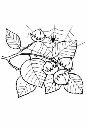 Раскраска Орех