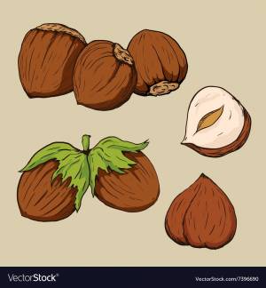 Лесной орех рисунок