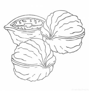 Раскраска орехи  и