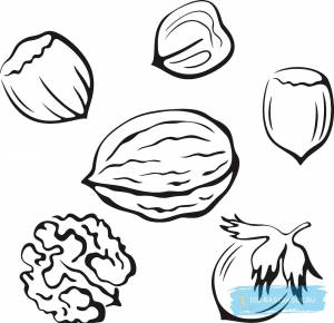 Фундук раскраска