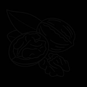 Орех раскраска для детей