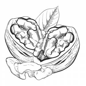 Грецкий орех раскраска