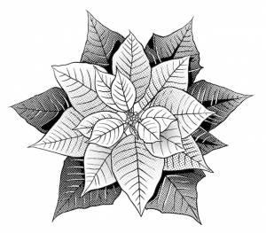 Рождественская звезда пуансеттии, нарисованная чернилами