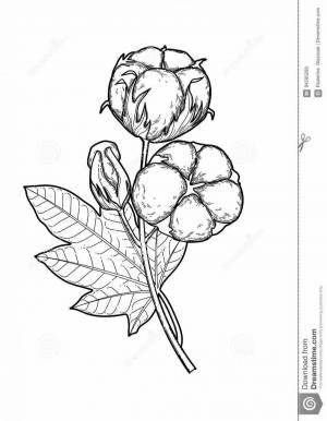 Раскраски Хлопок для детей